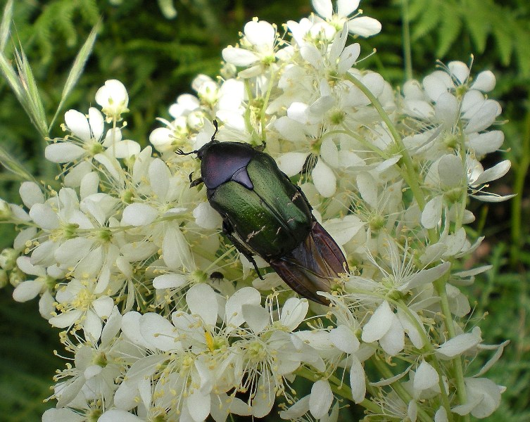 Cetonia aurata (con variazione cromatica) e Protaetia morio